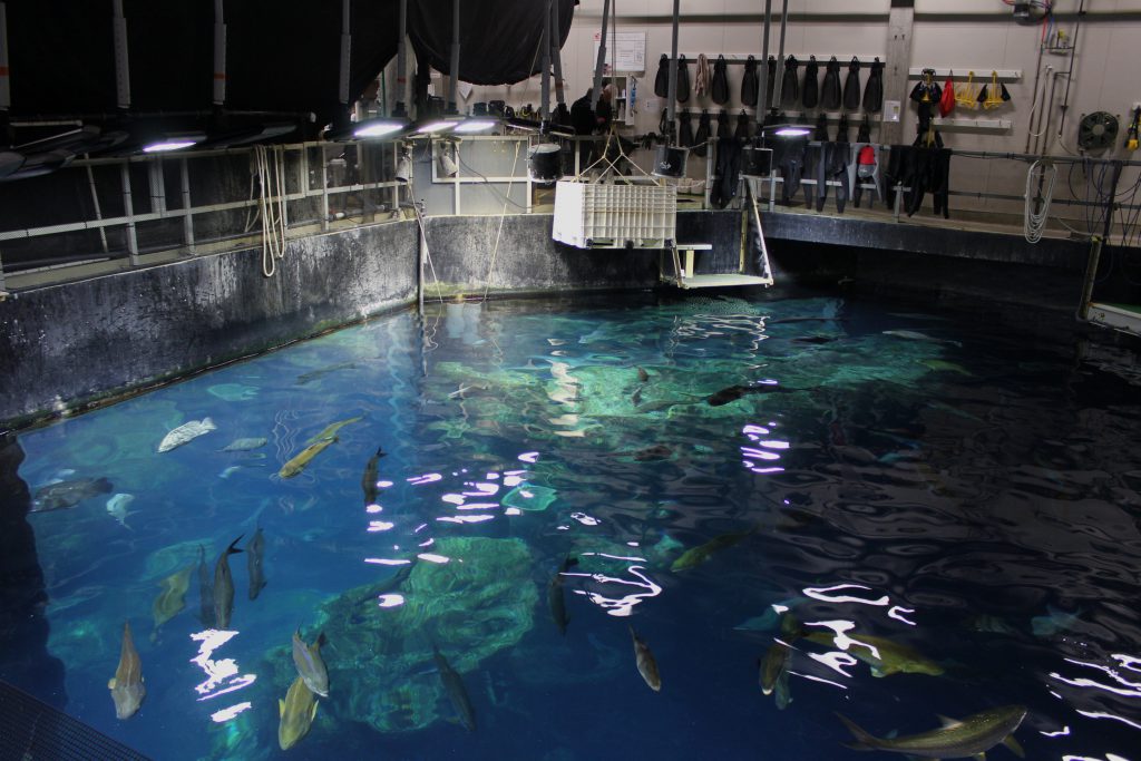 The very top of the tall tank. This was part of the back-end tour and not generally open to the public. They feed all the fish (and turtles) in the big tank from the top. They can use divers to deliver food or lower baskets to the appropriate strata of the tank.