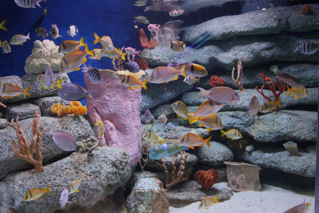 Salt water reef life.