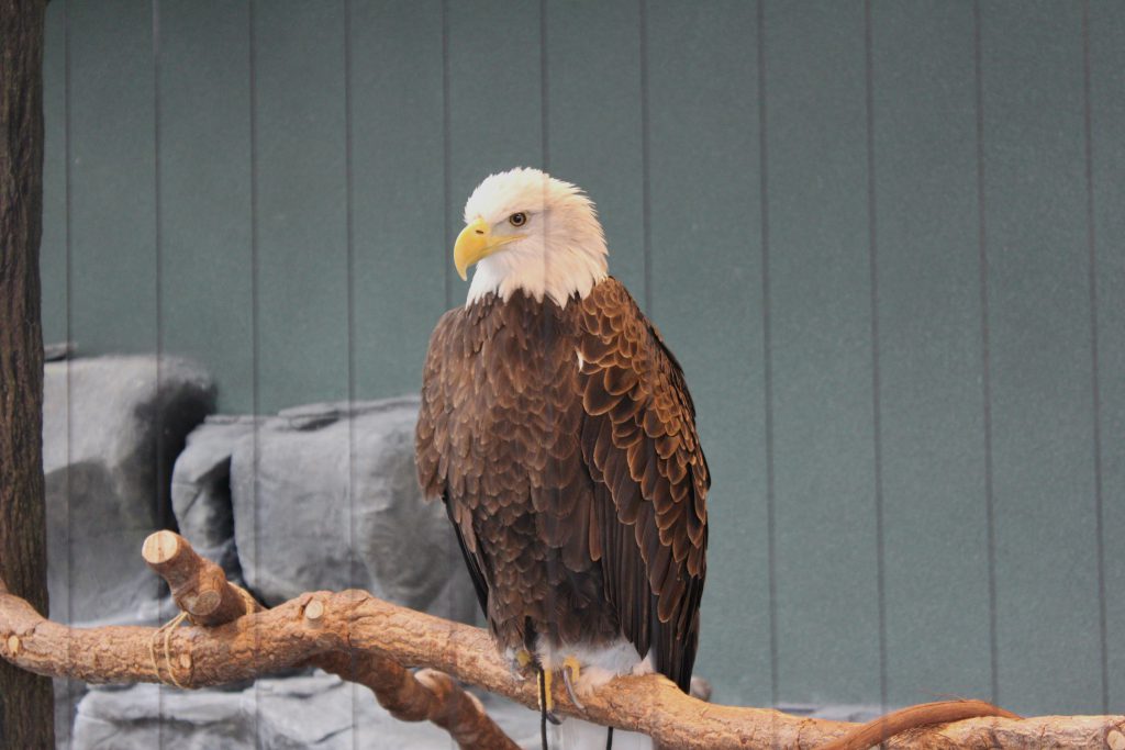 While Cathy was busy with the owl, Peter and I were watching the Eagle up close and peronal.
