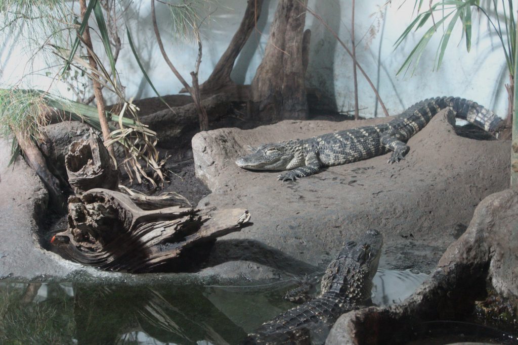 Our friend, the alligator. We only saw one of these in the wild -- near Savanah. These guys are in a tank!
