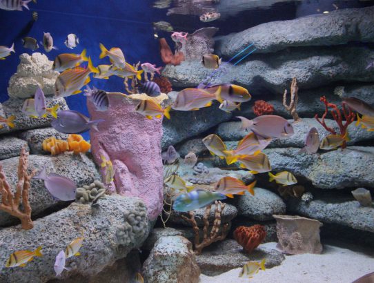 South Carolina Aquarium -- 2018