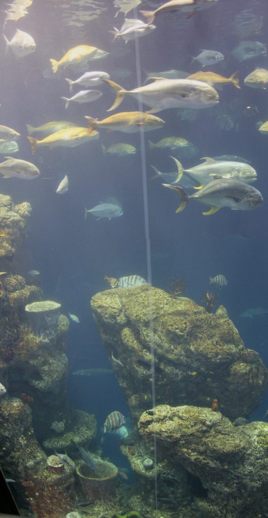 The main tank at the aquarium is about 40 feet high. It shows various strata of marine life. Here we are near the bottom.