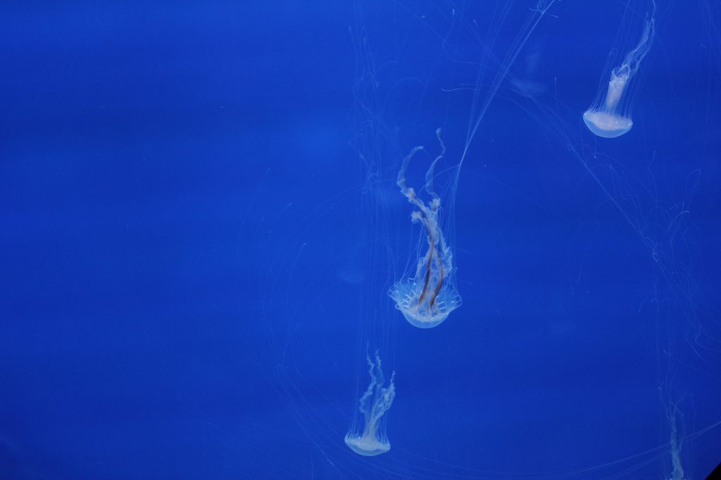 Some jelly fish -- salt water. They are in a special tank to make them particularly visible to folks.