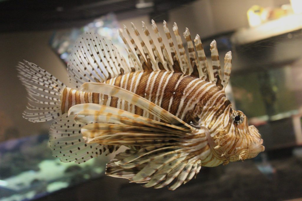 The Lion Fish (Salt Water).