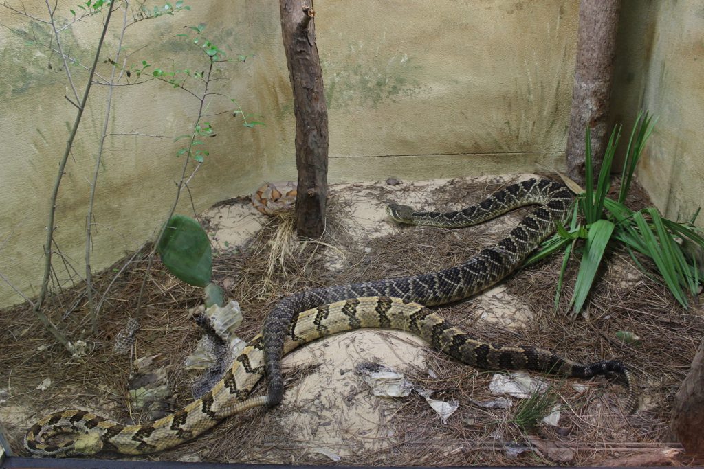 Some fine Carolina Rattle snakes.