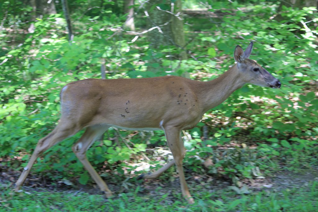 The campground at Mammoth is heavily forested. There are quite a lot of deer making their way through the forest -- particularly at dawn and early evening.