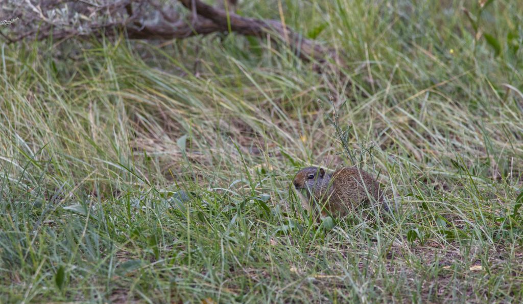 Our campground hosts -- a colony of Unita ground squirrels. They were munching on grass as if they were rabbits.
