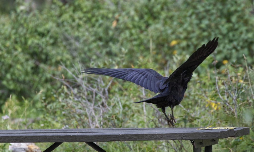 During the day, Ravens cruise campsites, looking for food left by campers. Of course, leaving scraps attracts the bears too, so this is strongly punished by the rangers.