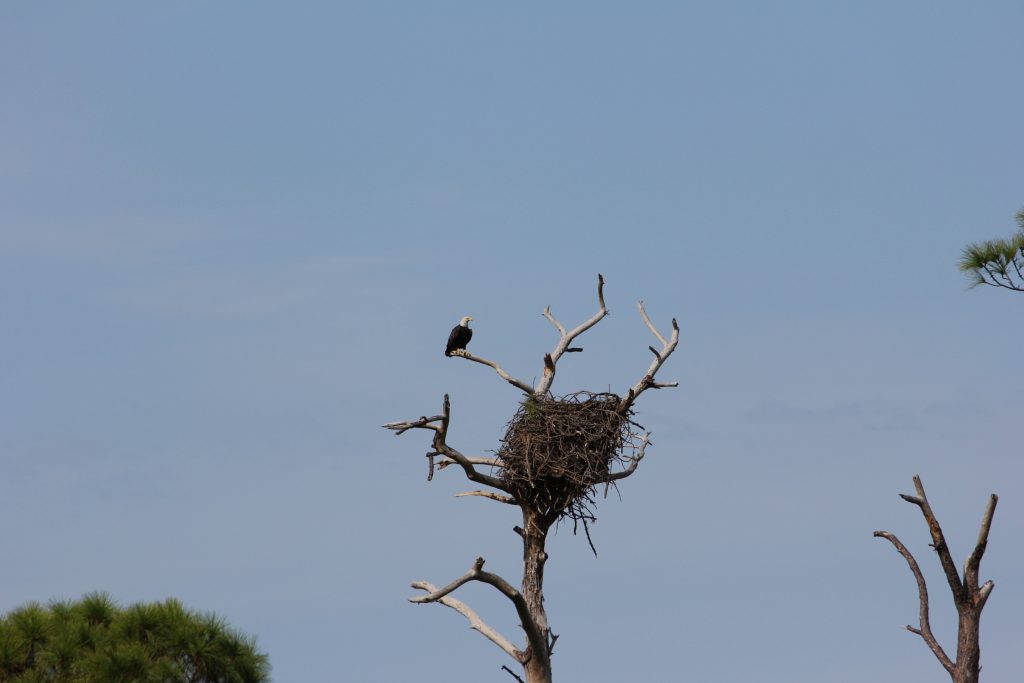 Eagle at Nest. This is a telephoto shot from very far away. Tourists are not allowed anywhere near the nest when the eagles have young.