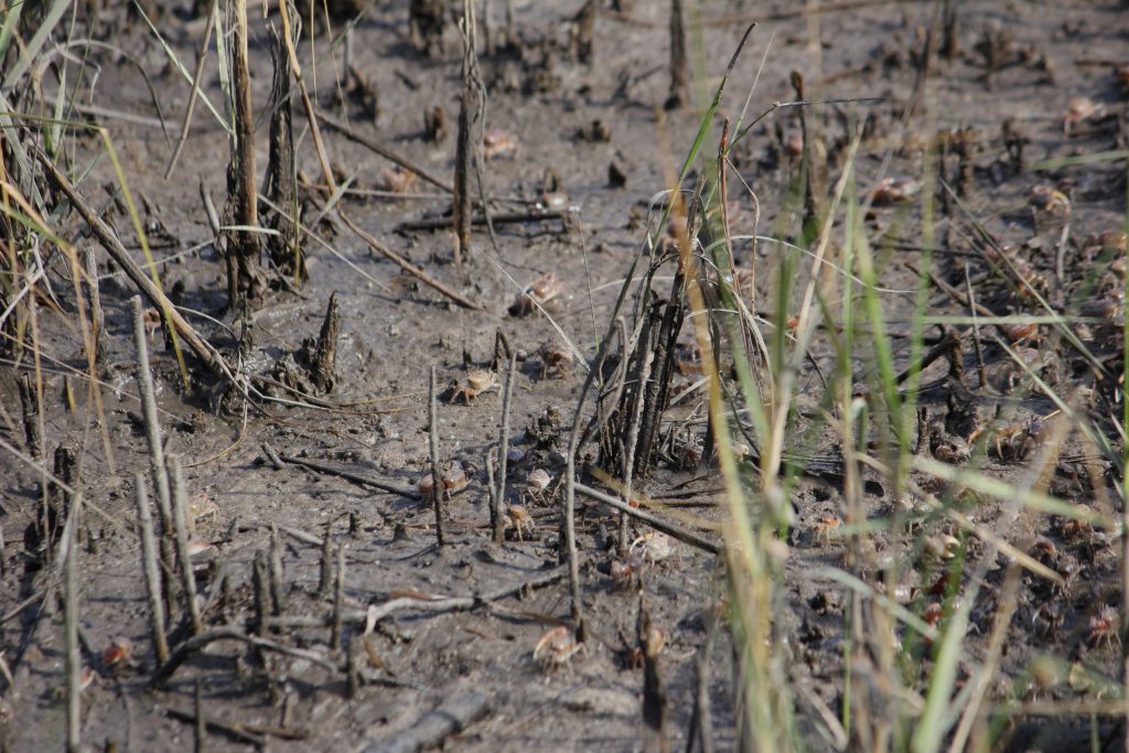 Crab Army. Out for food and battle. If you walk too close they all disappear into the sand and pop up later once you are gone -- or still!
