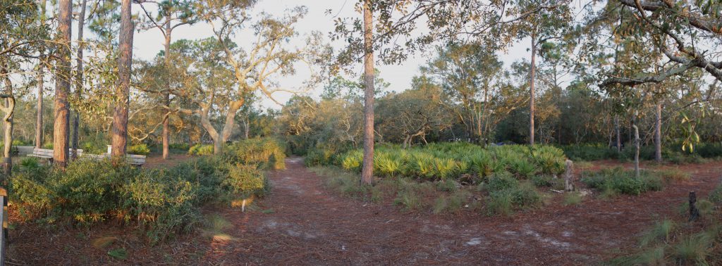 Sunrise in the pines. This is a short walking/driving trail near the camp meant to highlight the forest life.