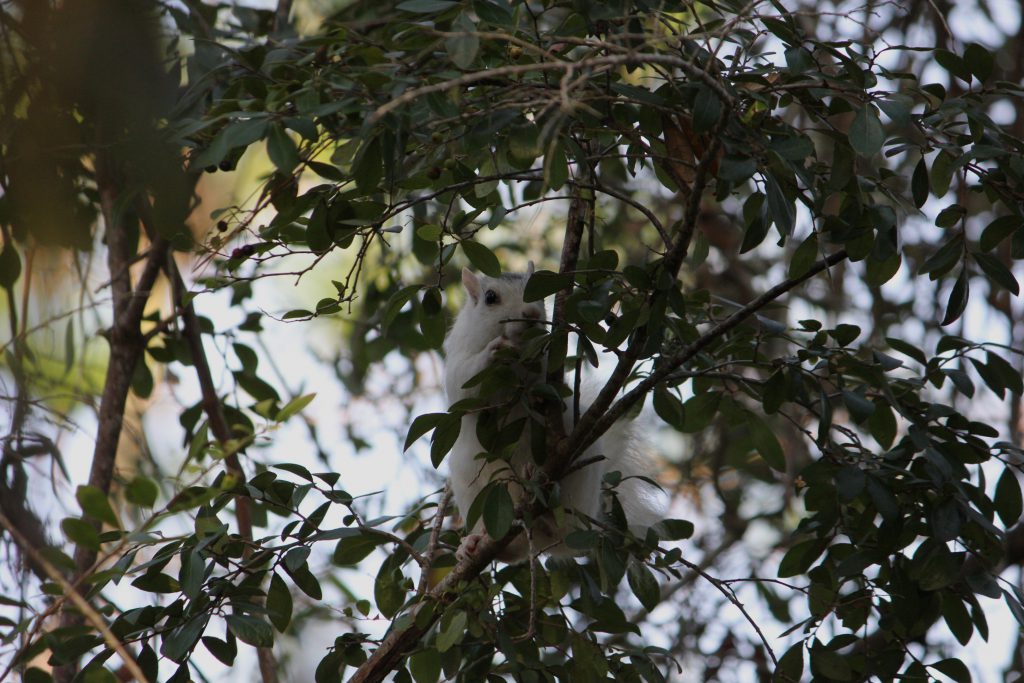 Not an albino squirrel but one with a white fur mutation -- leucism, for the biologist. There is a large colony in the state park.