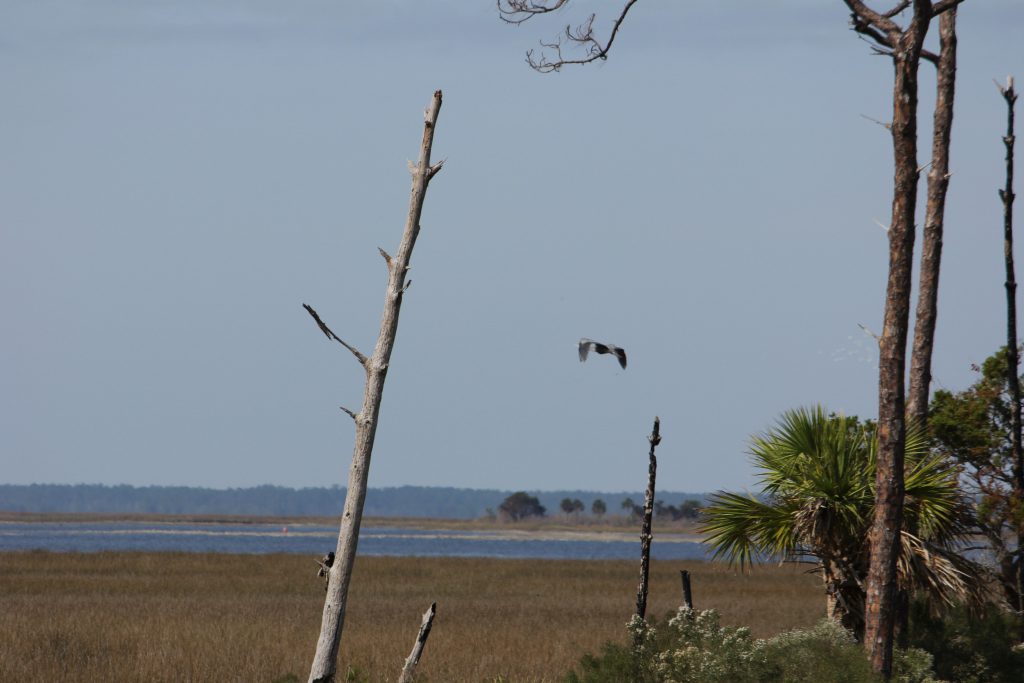 The eagle looking to make a strike on some prey.
