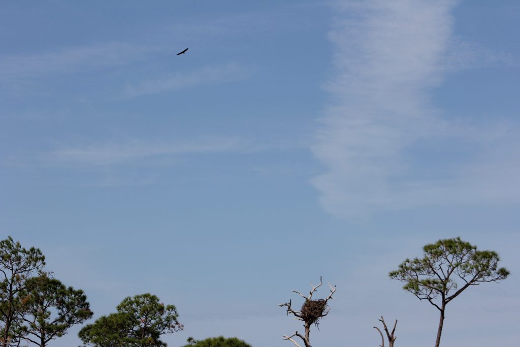 Eagle Soar. Looking for food to feed the eaglets in the nest below.
