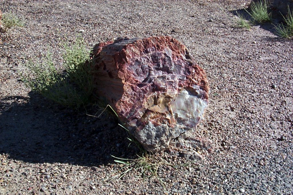 A close-up of a single log.