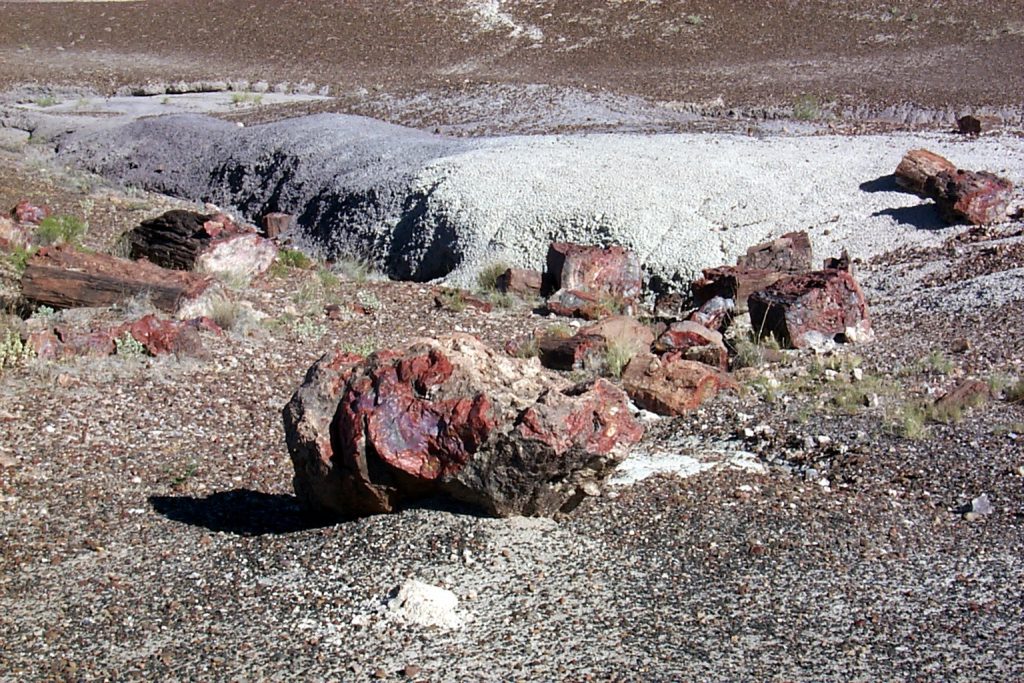 This photo shows an area strewn with a number of log fragments.