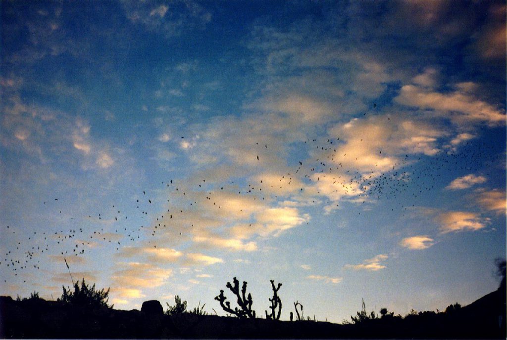 Caves have bats. There is a regular evening show at the natural entrance to the cave where you can gather and watch the bats leave the cave each night.