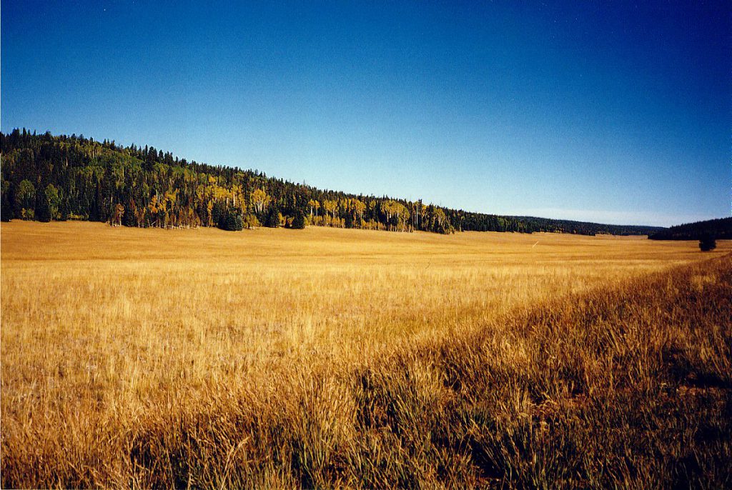 This photograph shows a large alpine meadow on the road to the North Rim just inside the Park boundary.
