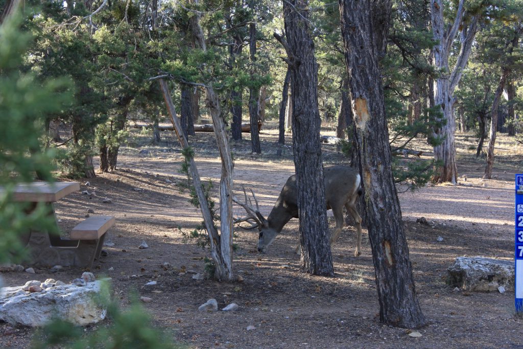 Dawn Deer. Just at sunrise, as we emerged from our night's sleep, we found a deer having a tour of the camping area to see if anyone had left out any comestibles.