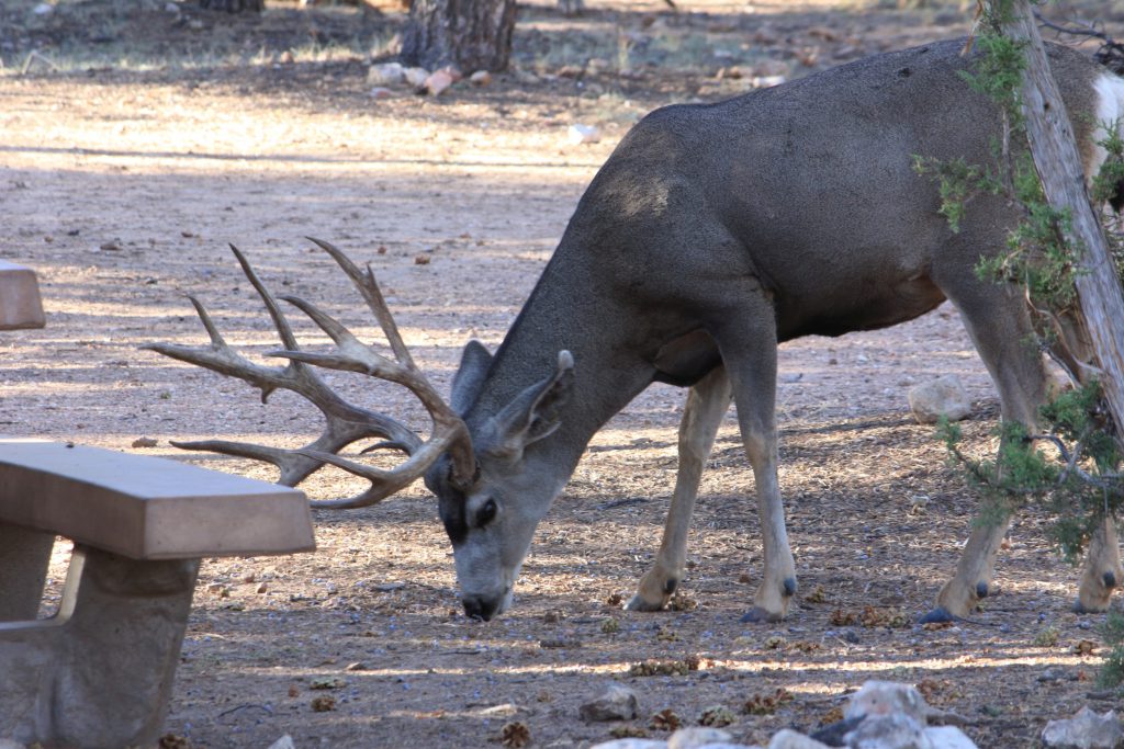 Dawn Deer. The deer did seem to find some pickin's. At least until a dog a few campsites away noticed the deer and gave a shout. The dog was in a cage so the deer was not at risk, but none-the-less it decided to  quit the campground.