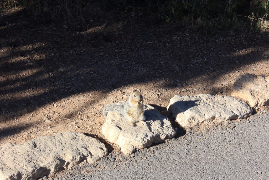 Squirrel Enjoys a Nut. As we walked the trail to Mather Point. I noticed a ground squirrel calmly eating a nut by the side of the path. I was only a few feet away and it did not seem to mind a friendly camera.