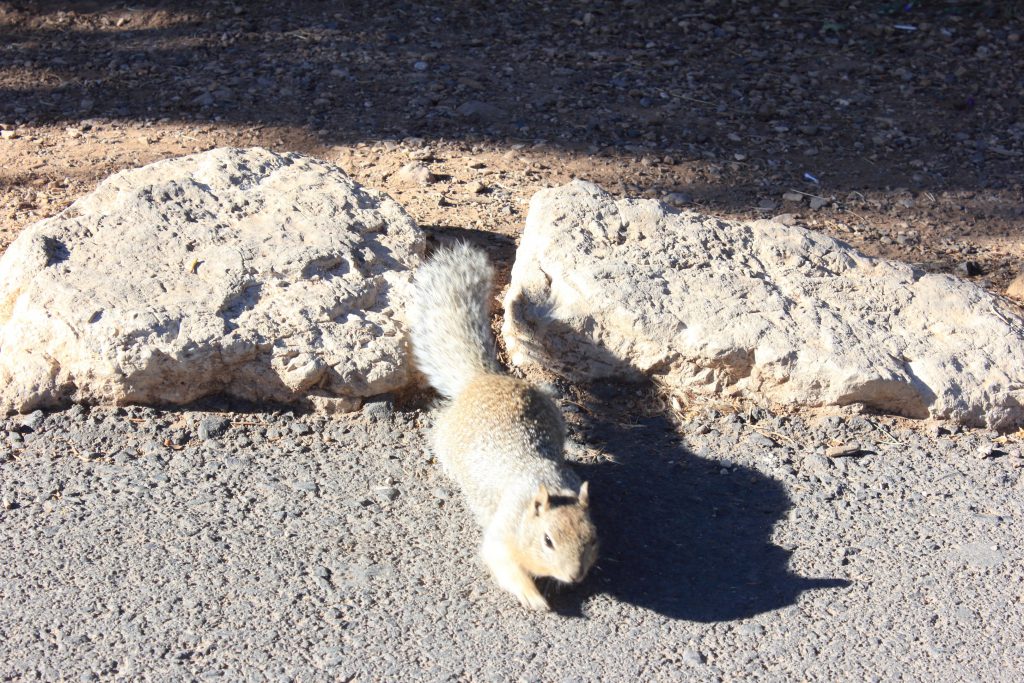 Food? The ground squirrel decides that I might be prepared to give it food. Unfortunately, just at that moment a blind tourist walked right by with out any awareness of this animal only inches from her clod-hoppers. The squirrel, of course, beat a hasty retreat.