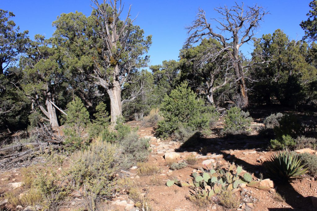 Usual Suspects at Mather Point. Prickly Pear, Yuca, Mormon Tea, Sage, Utah Juniper, Pinyon Pine, they're all here.
