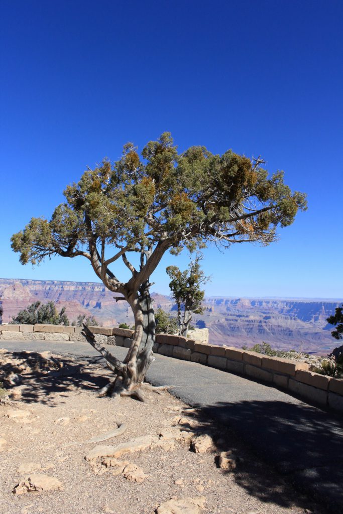 Utah Juniper at Moran Point. I do have a weakness for solitary Pinyon or Juniper trees.