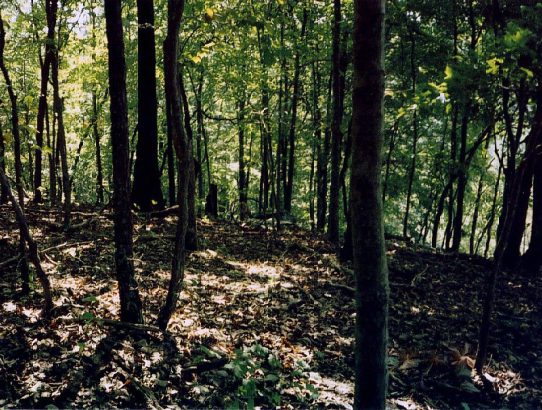 Great Smokey National Park 1992