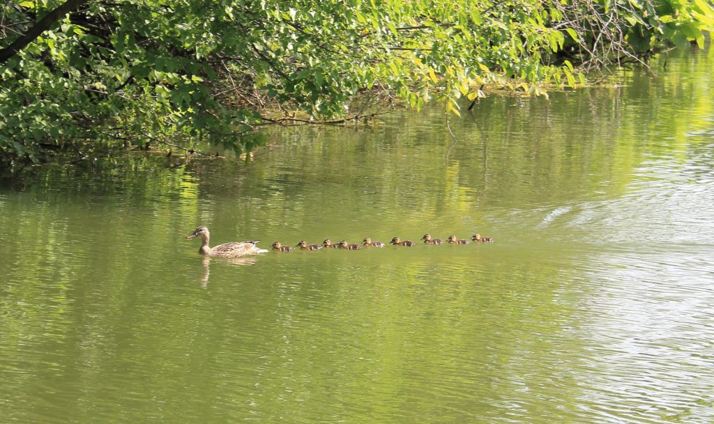 Wildlife in the lake in Centennial Park.