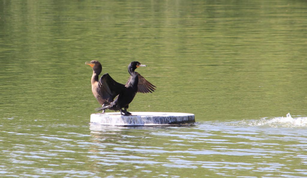 Wildlife in the lake at Centennial Park.