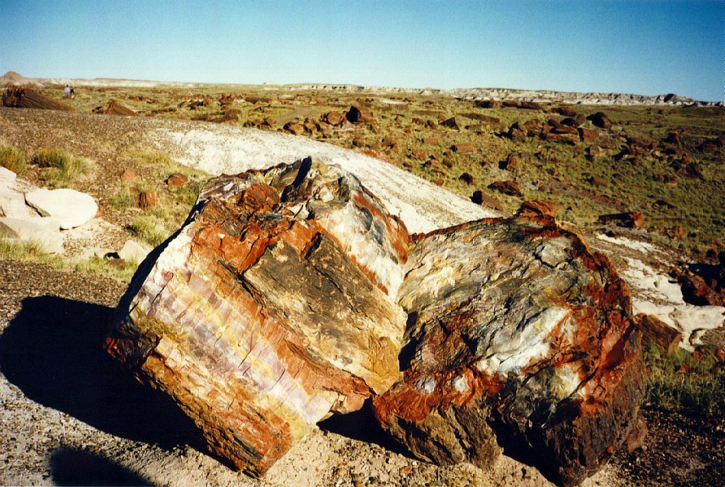 Here is a photograph of a particularly colourful example of petrified wood.