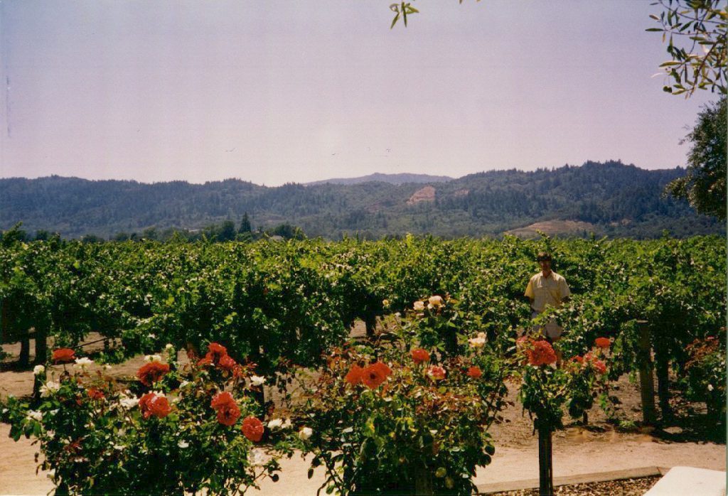 This photograph shows the vineyards just east of the Robert Mondavi Vineyard (Napa). In the distance are the hills separating Napa from Sonoma valleys.