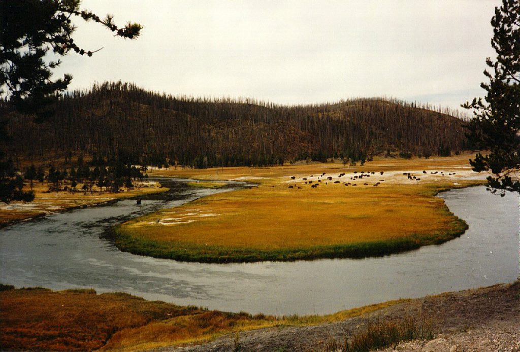No geology here -- just a herd of Bison!