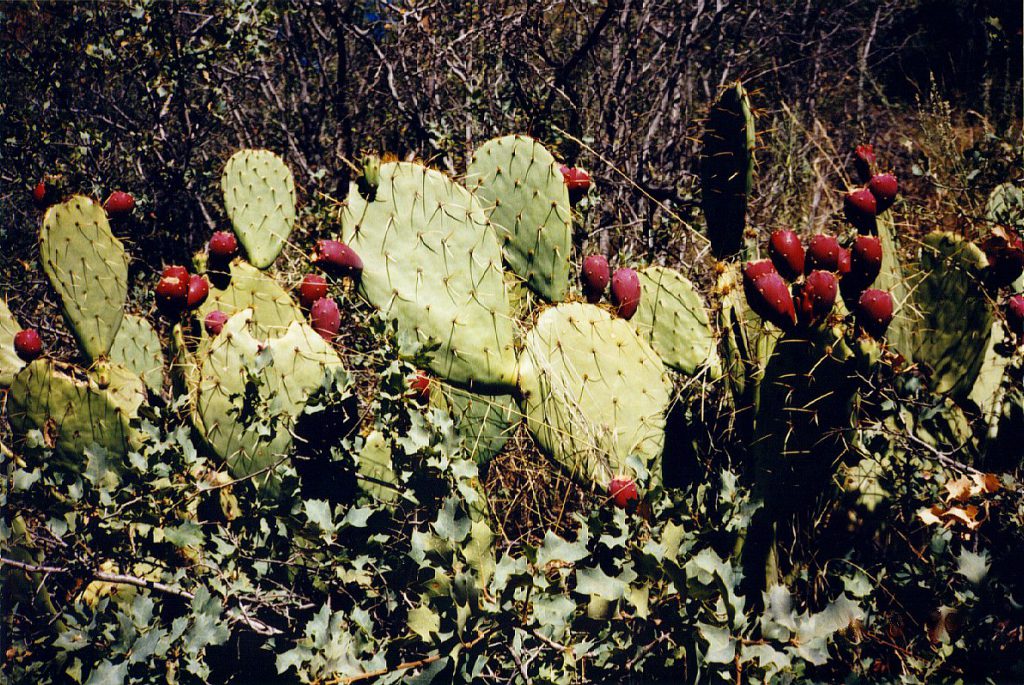 Our friend, the prickly pear!